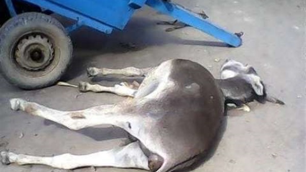 الطب البيطري يبرئ المتهم بذبح «حمير السادات» بالمنوفية الطب البيطري يبرئ المتهم بذبح «حمير السادات» بالمنوفية