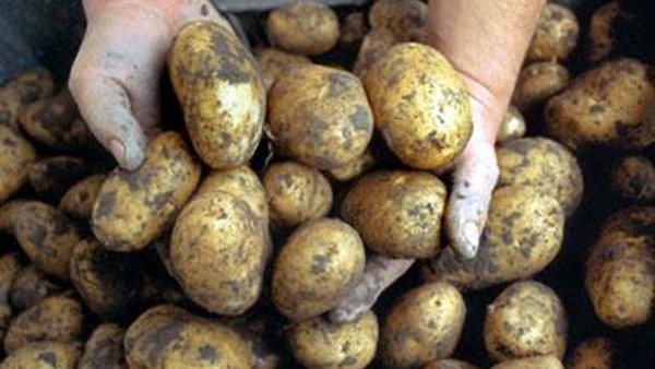 «ناسا» تدرس زراعة البطاطس على المريخ
