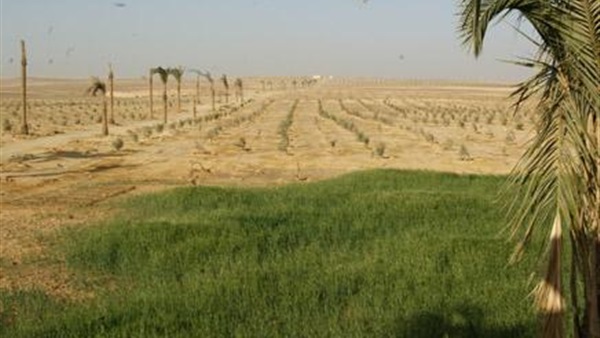 «الوزراء» يعيد تخصيص بعض مساحات أراضي الدولة «الوزراء» يعيد تخصيص بعض مساحات أراضي الدولة