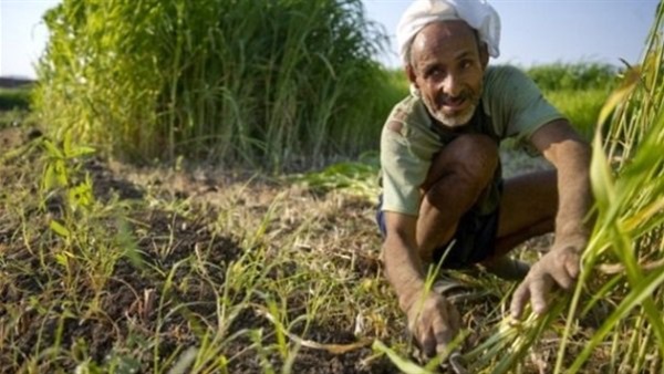 عضو بمجلس النواب: على الدولة مساندة الفلاح عضو بمجلس النواب: على الدولة مساندة الفلاح