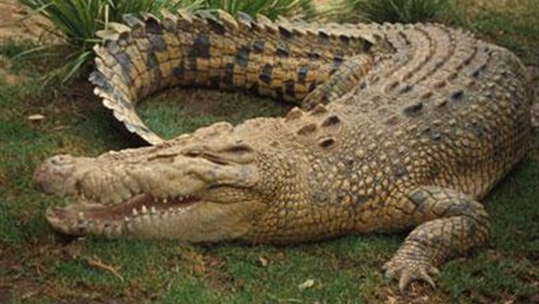 سيدة تستعيد «يديها» من معدة تمساح بأستراليا