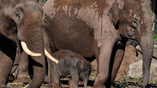 رصد أضخم قطيع من الفيلة بغابات «كمبوديا»