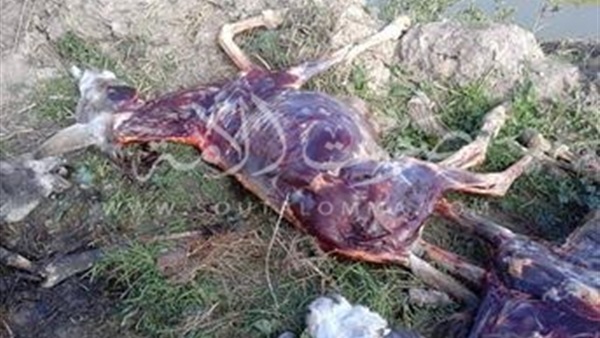 بالصور.. العثور علي لحوم حمير مسلوخة بالبحيرة بالصور.. العثور علي لحوم حمير مسلوخة بالبحيرة