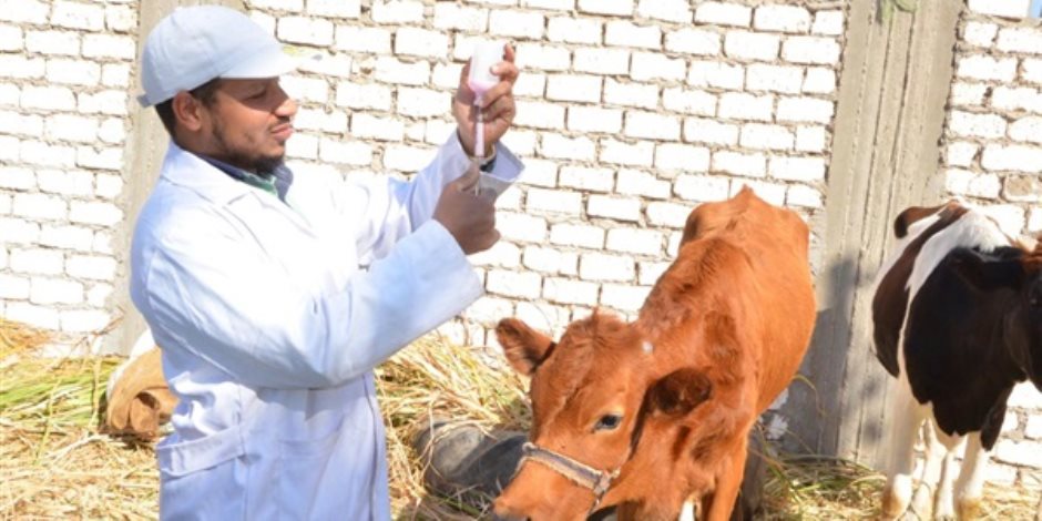 8 معلومات عن فيروس اللسان الأزرق قاتل الماشية.. هل يؤثر على البشر؟