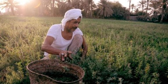 «قوم اطمن على سمادك».. معلومات لا تعرفها عن كارت الفلاح (إنفوجراف)