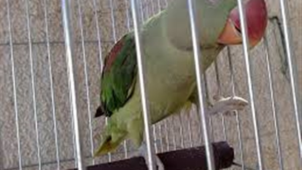بالفيديو ...القبض على ببغاء  لاهانة عجوز فى الهند