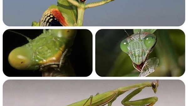 أغرب سبب وراء تسمية «السرعوف» بـ «فرس النبي»  