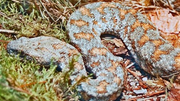 ثعبان يلدغ مزارعا ثناء تبوله  