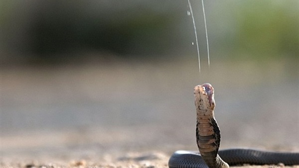 شاب يعرض حياته للخطر أثناء تصوير «كوبرا»  