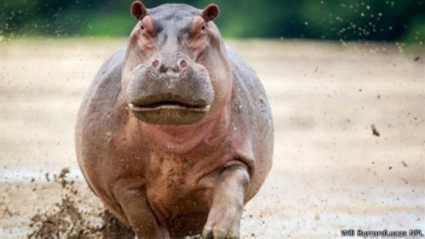 بالصور..أكثر الحيوانات "بدانة" في العالم  