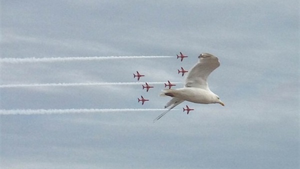 بالصور..انضمام «النورس» لطائرات بريطانية  