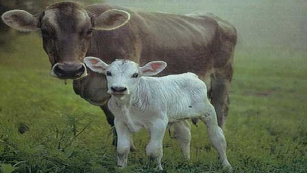  الصين تعلن ولادة أول عجل لبقرة مستنسخة و معدلة وراثيًا  