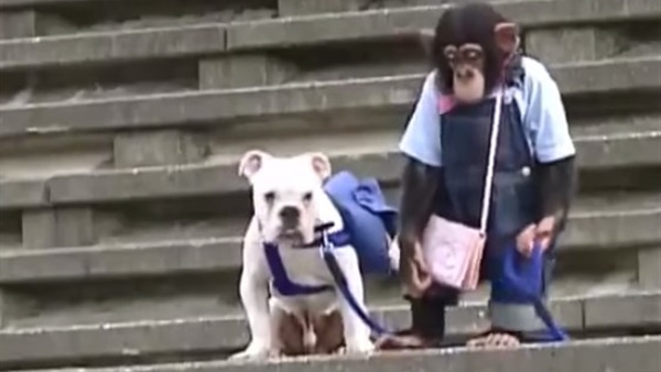 شاهد كيف يعبر كلب وقرد نهر بصين   