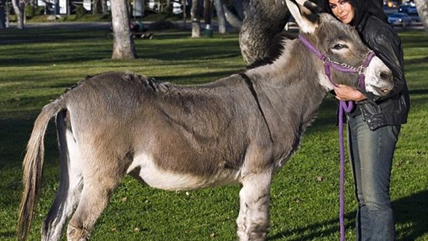 بالفيديو..أغرب 10حالات زواج فى العالم   