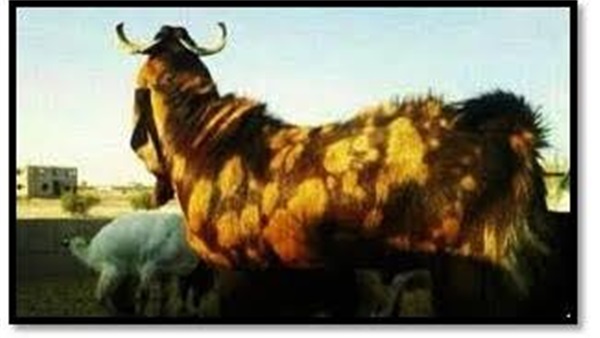 أغلى «تيس» في العالم.. سعودي  