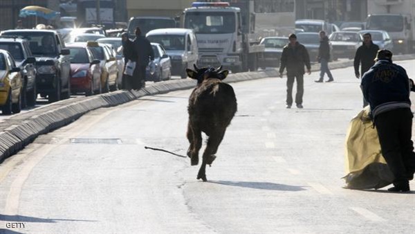 ثور يهرب في تركيا خشية التضحية به في العيد  