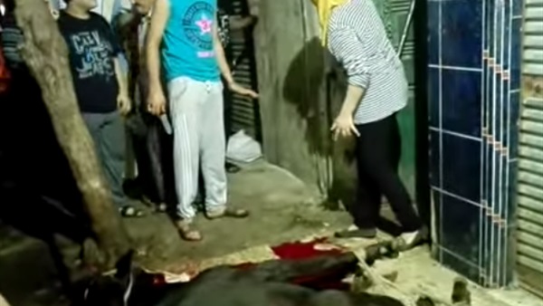 بالفيديو.. فتاة مصرية تتقمص دور جزار وتذبح عجلًا في الإسكندرية  