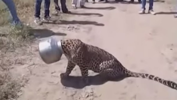 بالفيديو..العطش ينتهي برأس فهد داخل وعاء معدني  