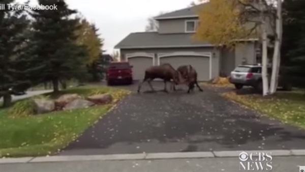 بالفيديو.. معركة قوية بين «الوعول» في شوارع ألاسكا  