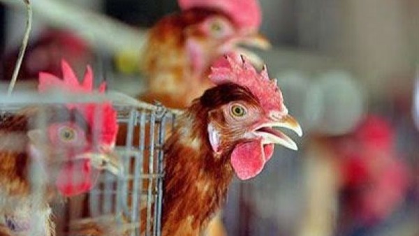 ظهور أعراض انفلونزا الطيور على مواطن بكفر الشيخ 