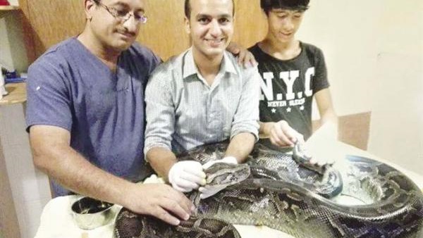 بالفيديو..عملية جراحية لاستخراج 33 بيضة من بطن أنثى ثعبان  