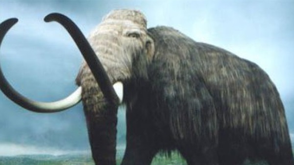 اكتشاف نادر لهيكل عظمي لحيوان الماموث 