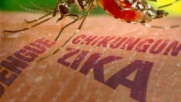 البرازيل تستعين بالجيش لمواجهة انتشار فيروس زيكا