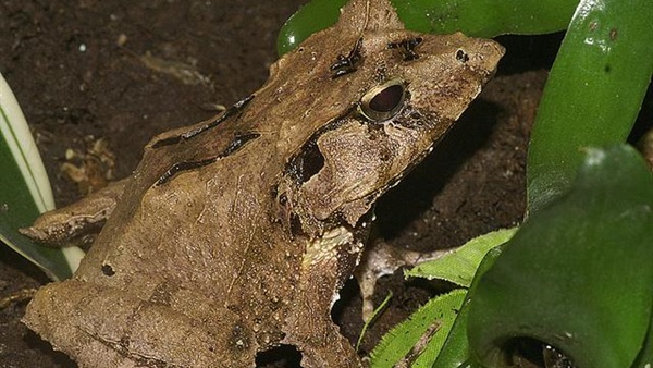 إكتشاف فصائل جديدة من «الضفادع» في التيبت