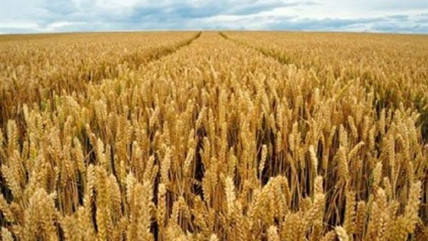 زراعة 136709 فدان قمح فى المنوفية     