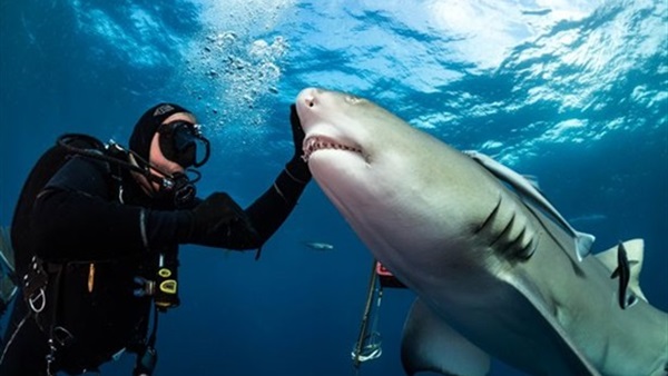 بالصور.. أسماك القرش ترتبط بغواص بريطاني