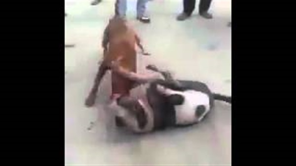 بالفيديو.. رهان يتسبب في مصارعة دموية بين كلبين