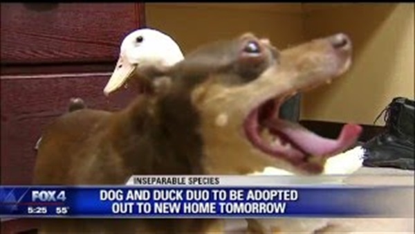 بالفيديو.. صداقة غير عادية تجمع «كلبًا وبطة»