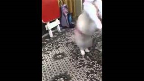 بالفيديو.. رجل يكره قطة علي الرقص بأغانى المهرجانات