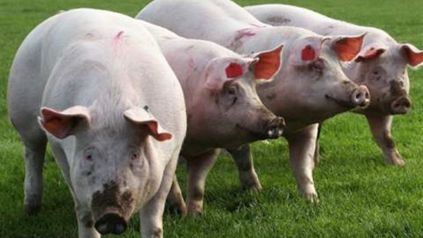 دراسة: التعديل الجيني يمهد الطريق لزرع أعضاء الخنازير للإنسان  