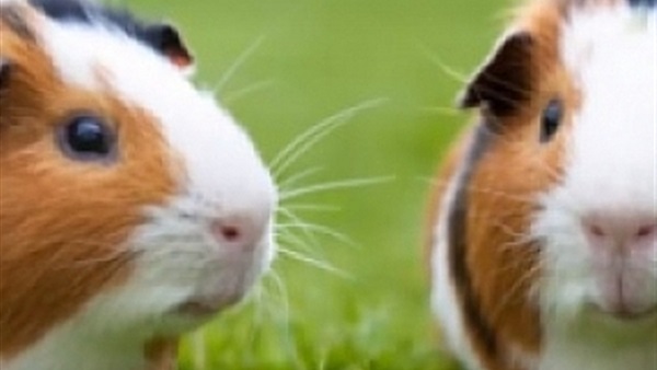 بالفيديو..حيوانات تبدو بريئة لكنها «قاتلة»