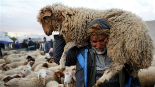 بلجيكا تمنع المسلمين من ذبح  الأضاحى فى عيد الأضحى 