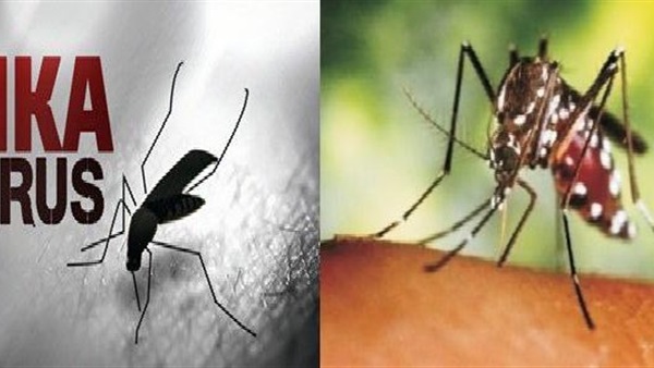 بعد اجتياح «زيكا» للعالم.. تعرف على أعراضه والوقايه منه