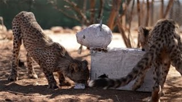 بالفيديو.. فهود صغيرة تتعلم الصيد