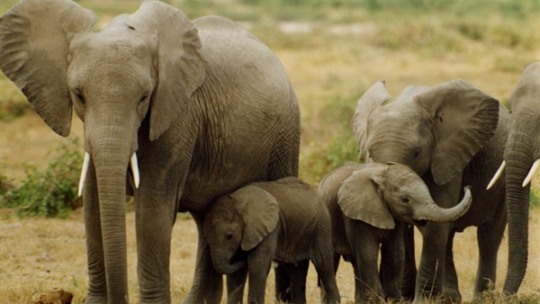مفاجأة... الفيلة لا تصاب  بالسرطان  
