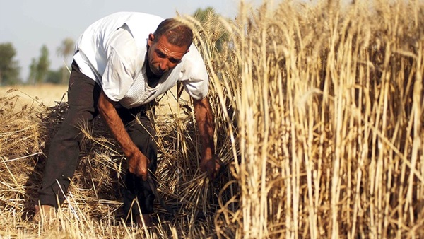 1300 جنيه دعم لمزارعى القمح عن كل فدان بالوادى الجديد