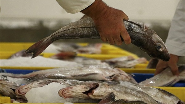 خبراء: أسماك البحر المتوسط لا تزال عرضة للصيد 