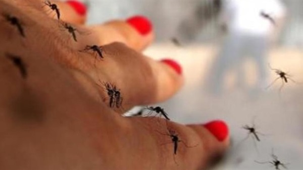 استراليا تعلن تسجيل ثالث حالة إصابة بفيروس «زيكا»