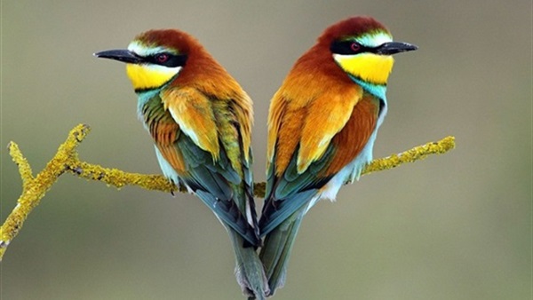 بالصور.. «الرومانسيه» تتحدث على أجساد الحيوانات 