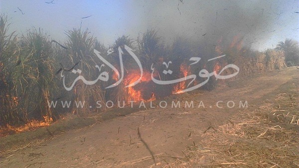 بالصور..النيران تلتهم مائة فدان قصب بمحافظة قنا  