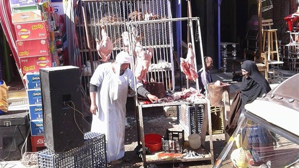 «ديوك هندي» تثير مخاوف أهالي ادفو بأسوان