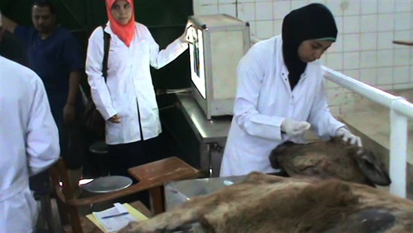 اليوم.. ندوة حول الطب البيطري في توعية المجتمع بالبحر الأحمر