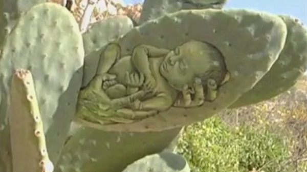  الرسم على الصبار لرصد معاناة الفلسطينيين