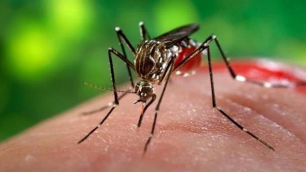 مفاجأة..فيروس زيكا ينتقل للطفل عن طريق الرضاعة