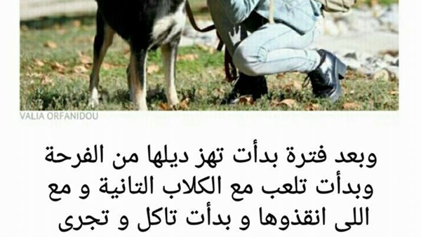 بالصور.. كلبة تحولت الى حجر في اليونان