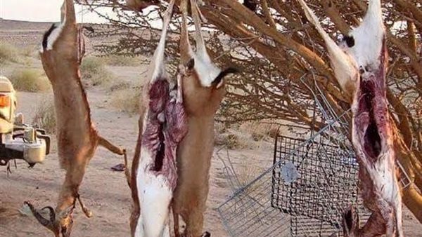 بالصور.. محميات البحر الأحمر ترصد عدة إنتهاكات للشباب 